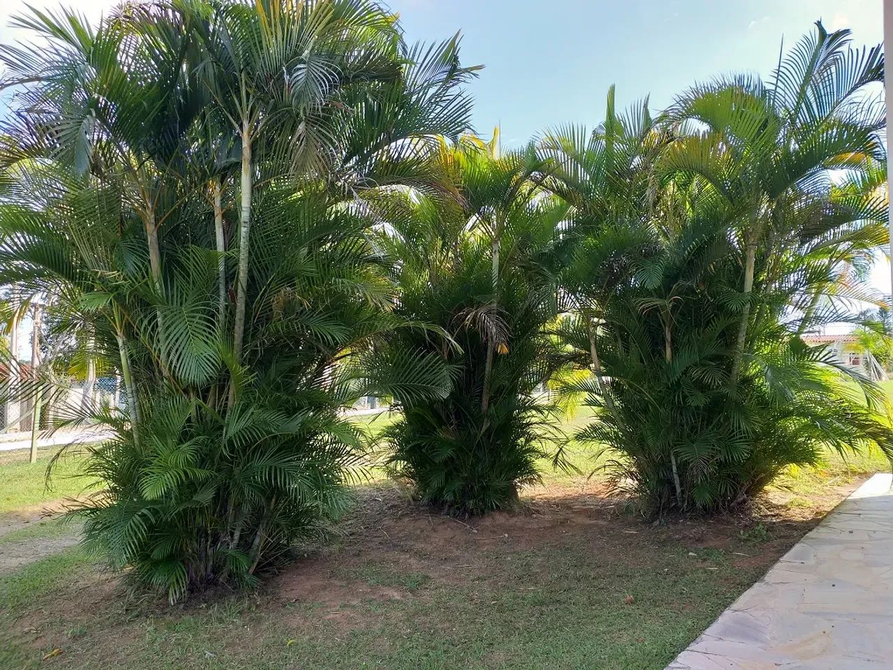 Chácara a venda ou locação com 2.500 m² e casa com 582 m² com 4 quartos suítes - Foto 4