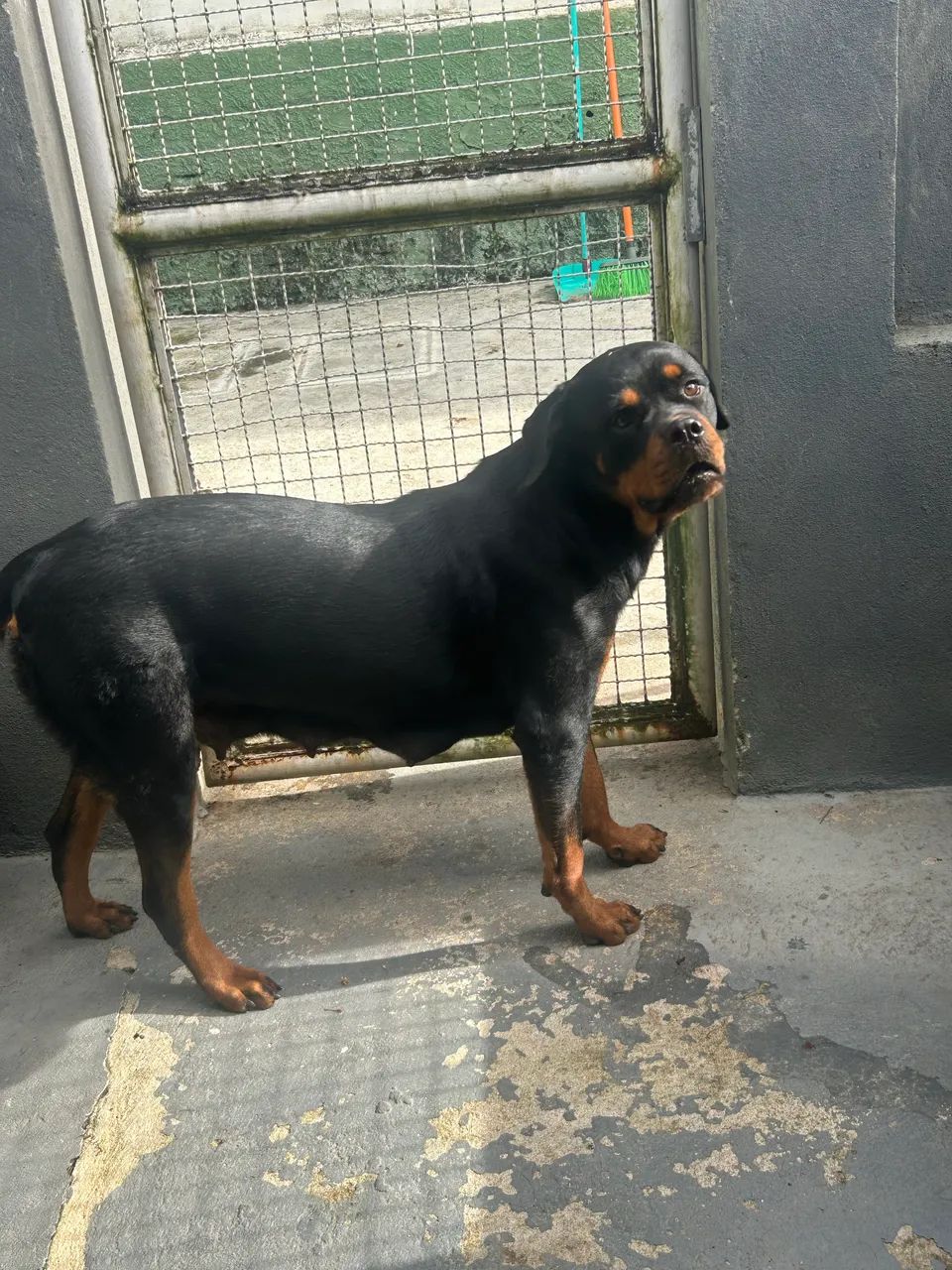 rotweiller filhotes  - Foto 5