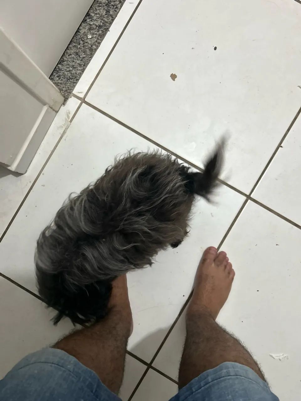 Cachorra Shih Tzu  - Foto 2