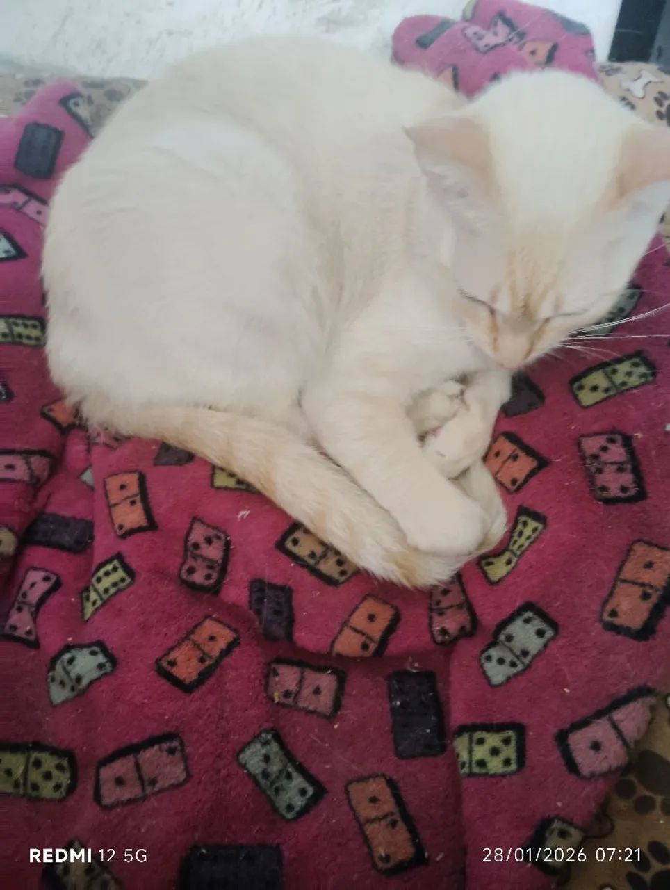 Gato vacinado e castrado doação - Foto 4