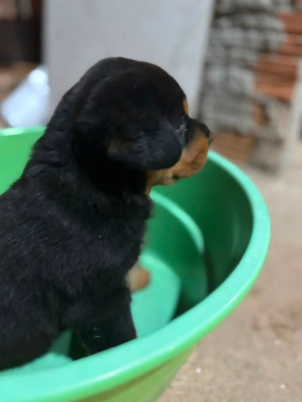 Rottweiler  - Foto 3