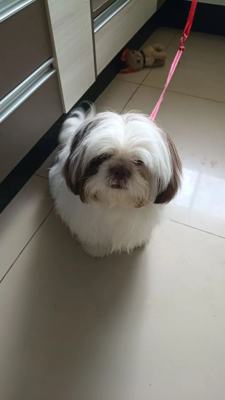 Shitizu 1ano e meio puro - Foto 4