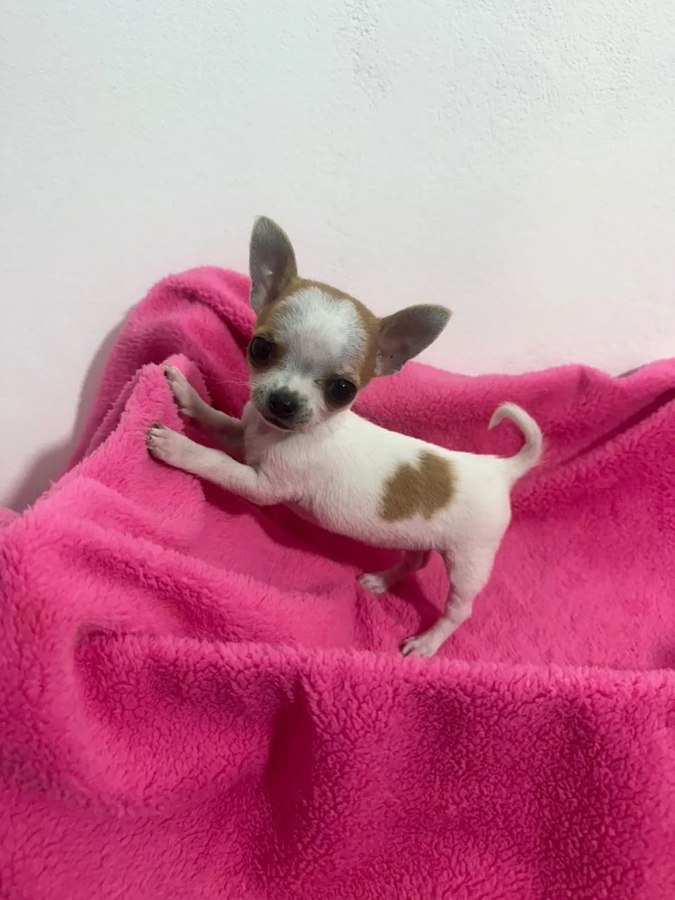 chihuahua 