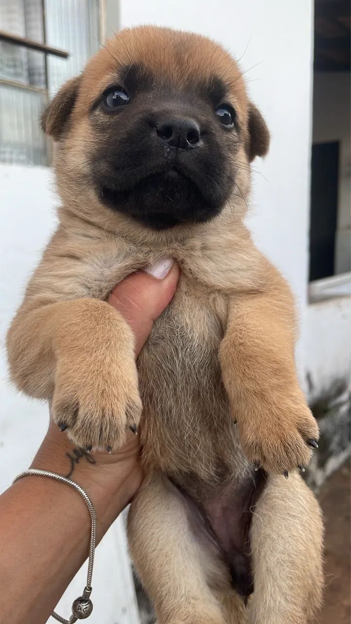 Doação filhotes de Chow chow  - Foto 5