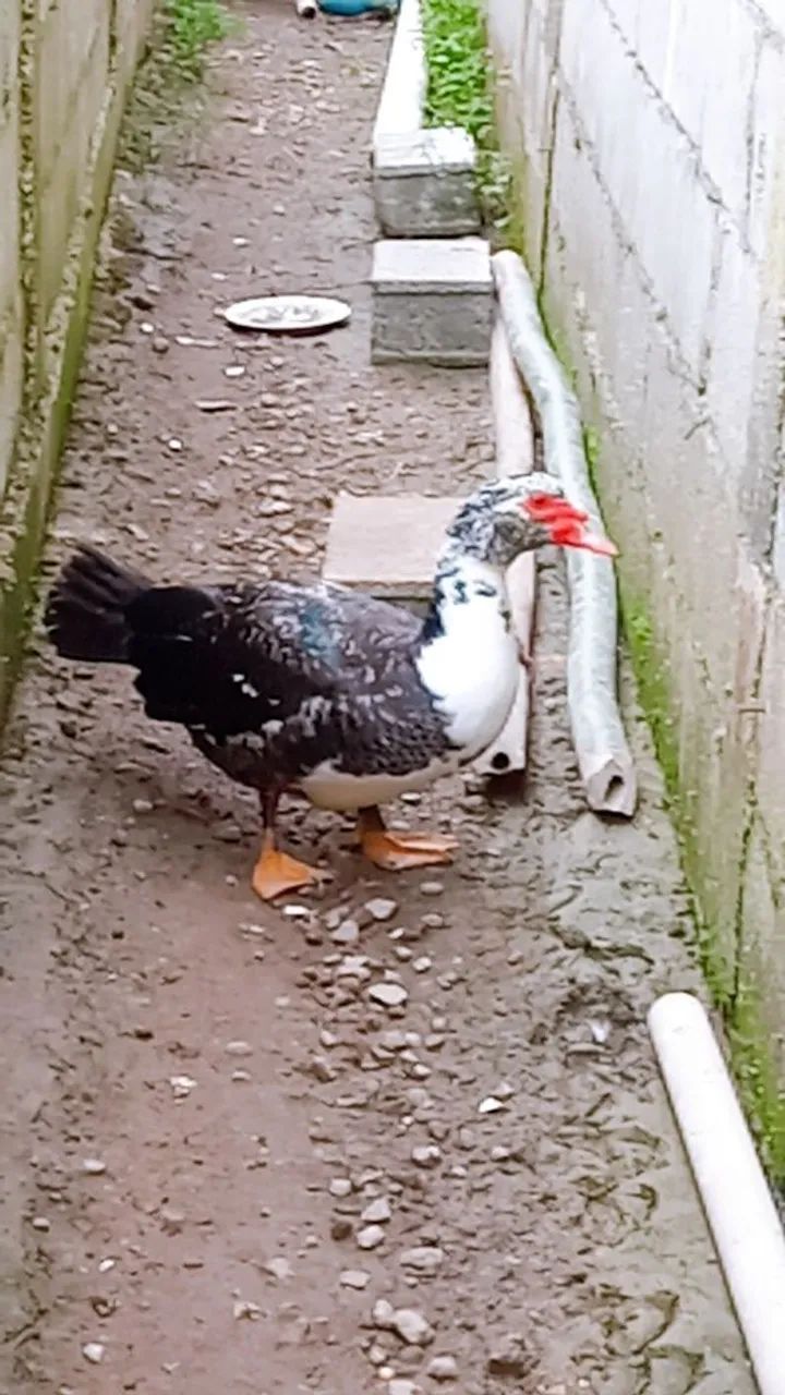 SÓ CHAMAR SE REALMENTE TIVER INTERESSE - Foto 3