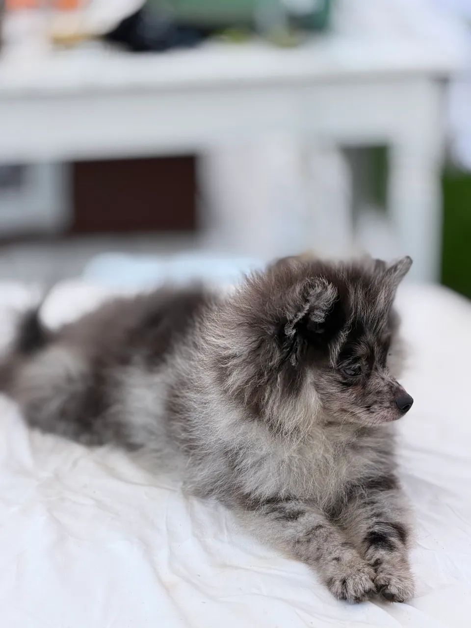 Spitz Alemão para cobertura 