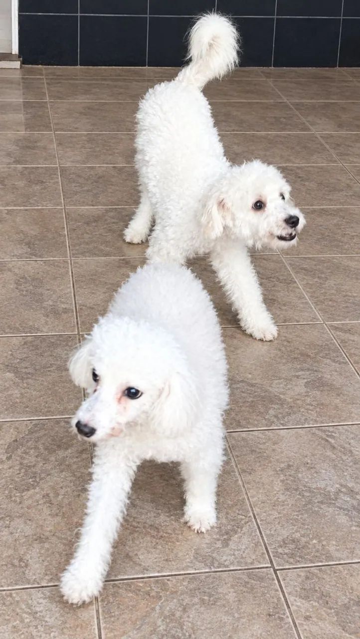 Filhote poodle  - Foto 4