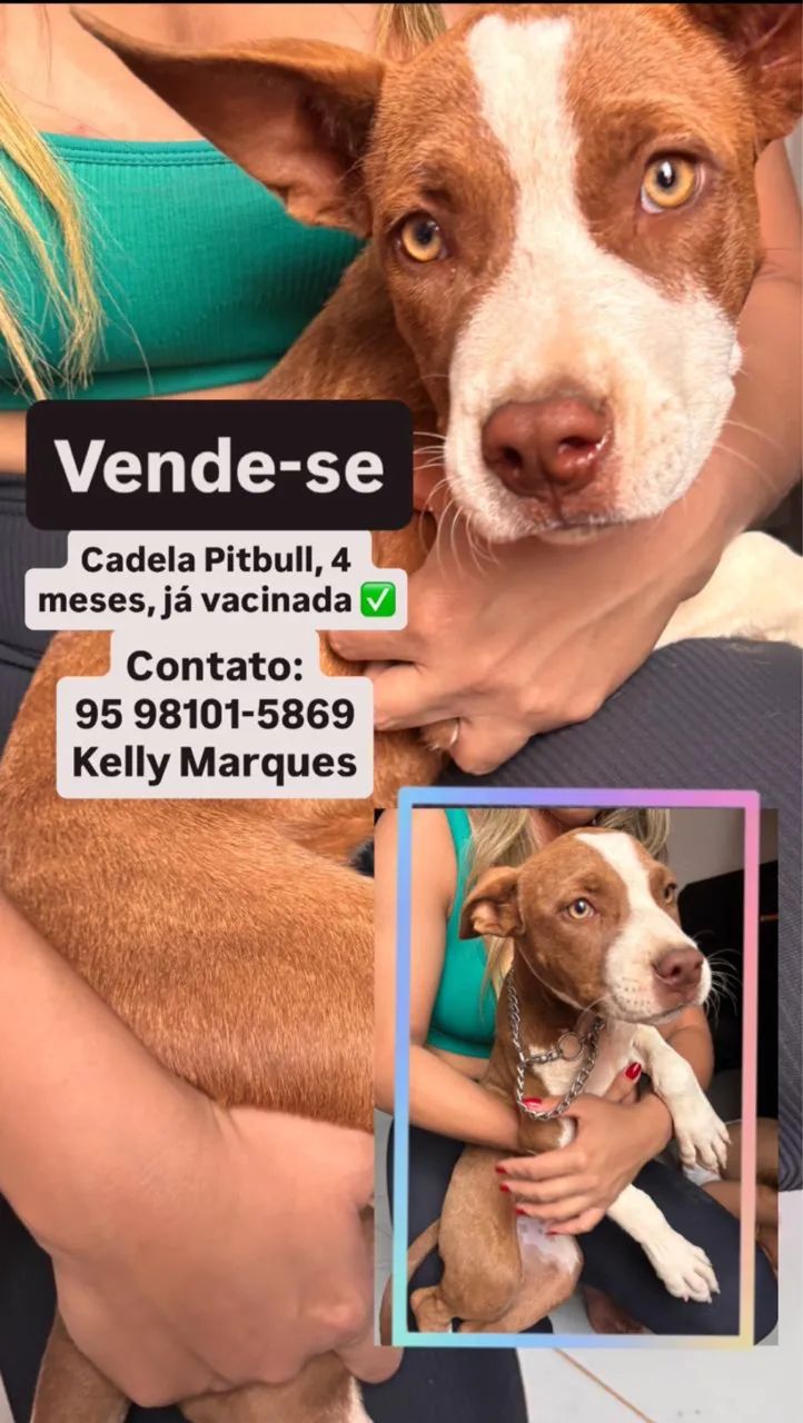 Vende-se pitbull