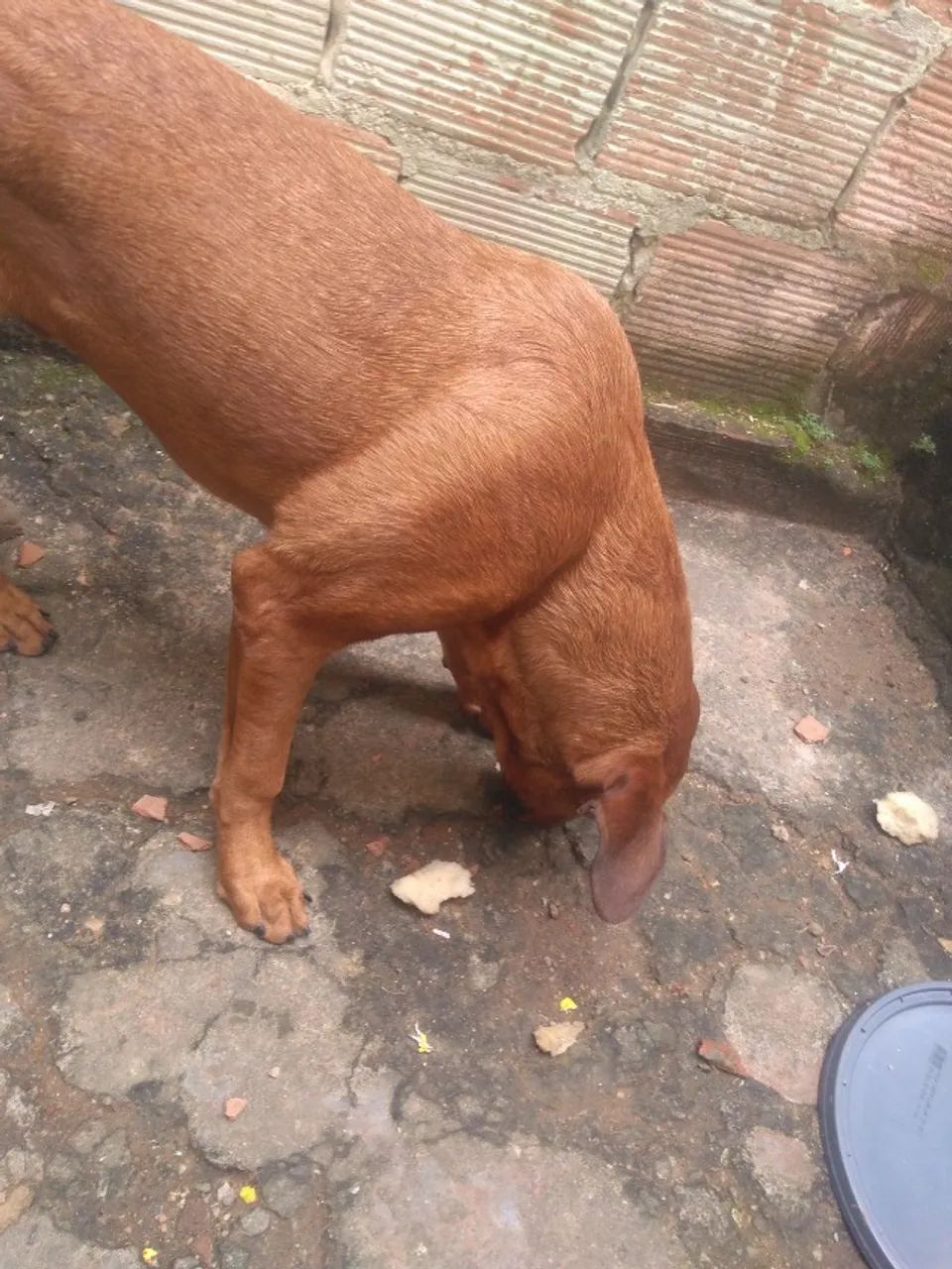 Cachorro fila - Foto 4