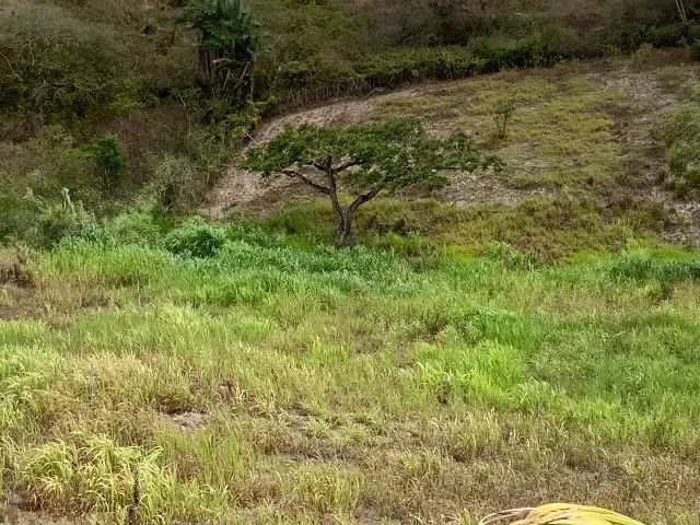Haras em Gravatá com 5,5 ha.  - Foto 11