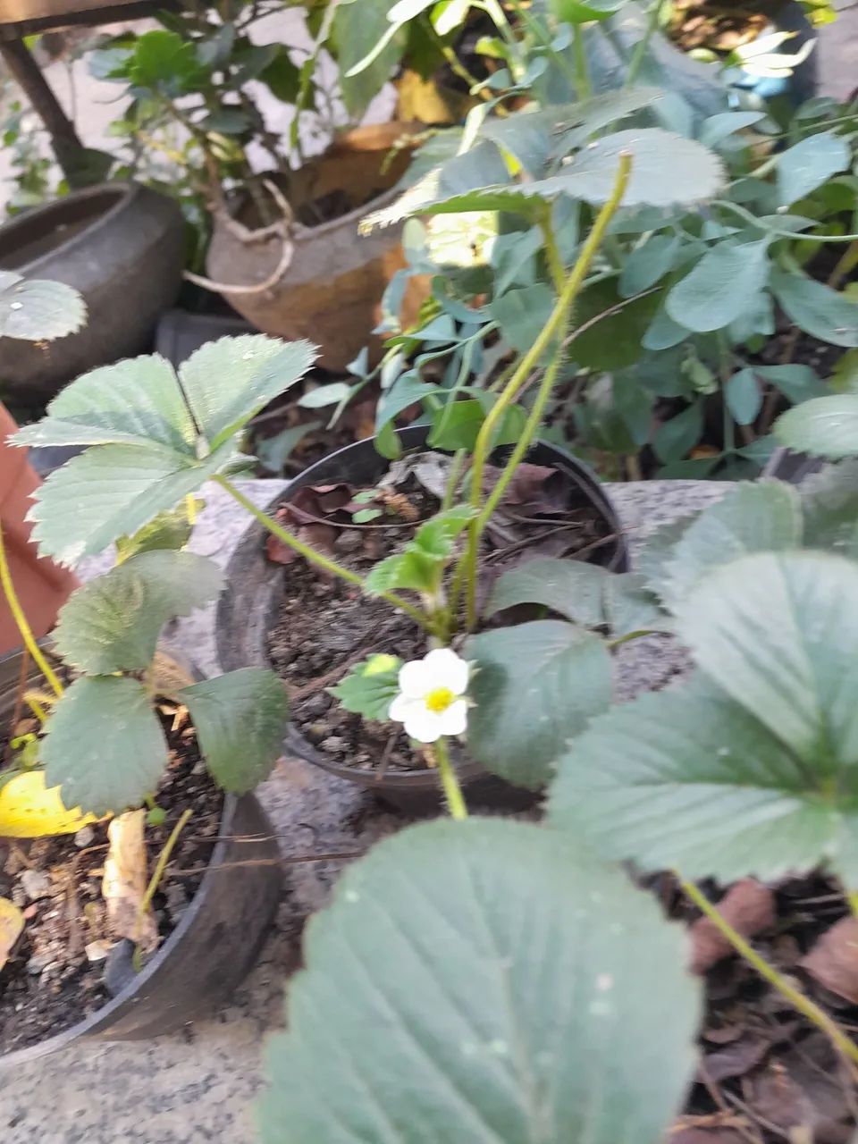 Mudas de morango - Foto 2