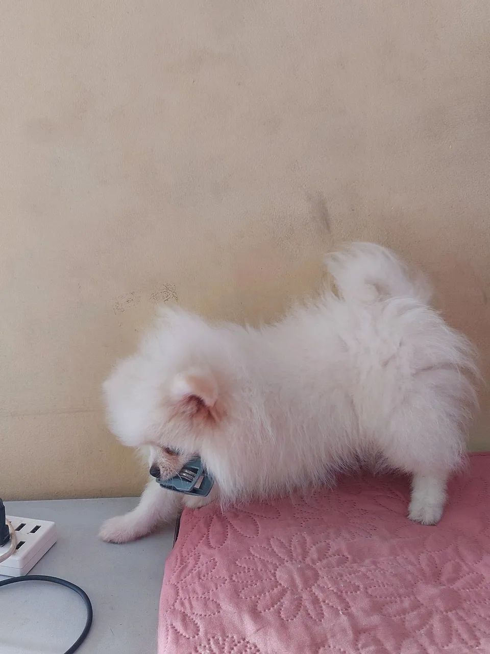 LuLu da pomerania  - Foto 4