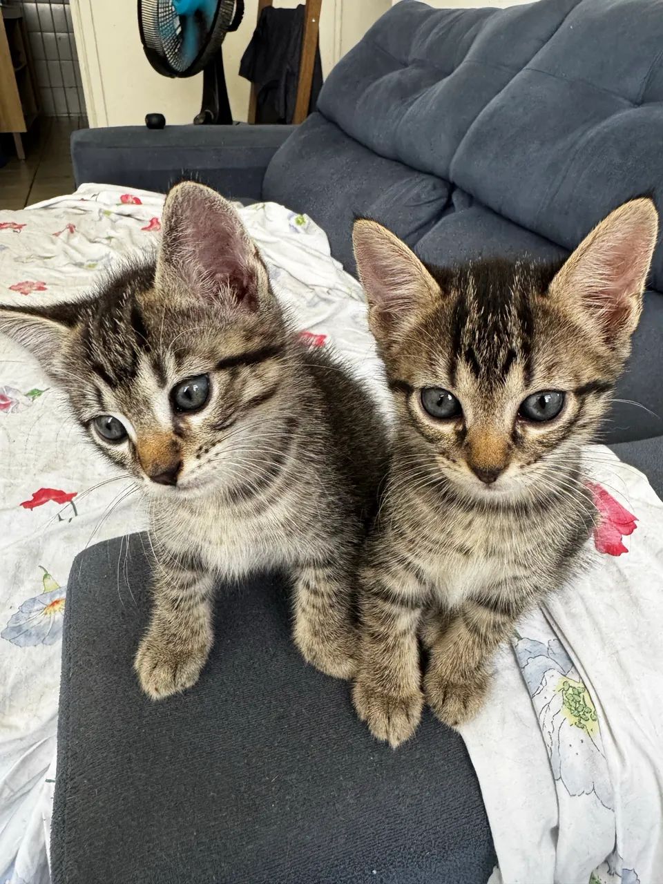 gatos