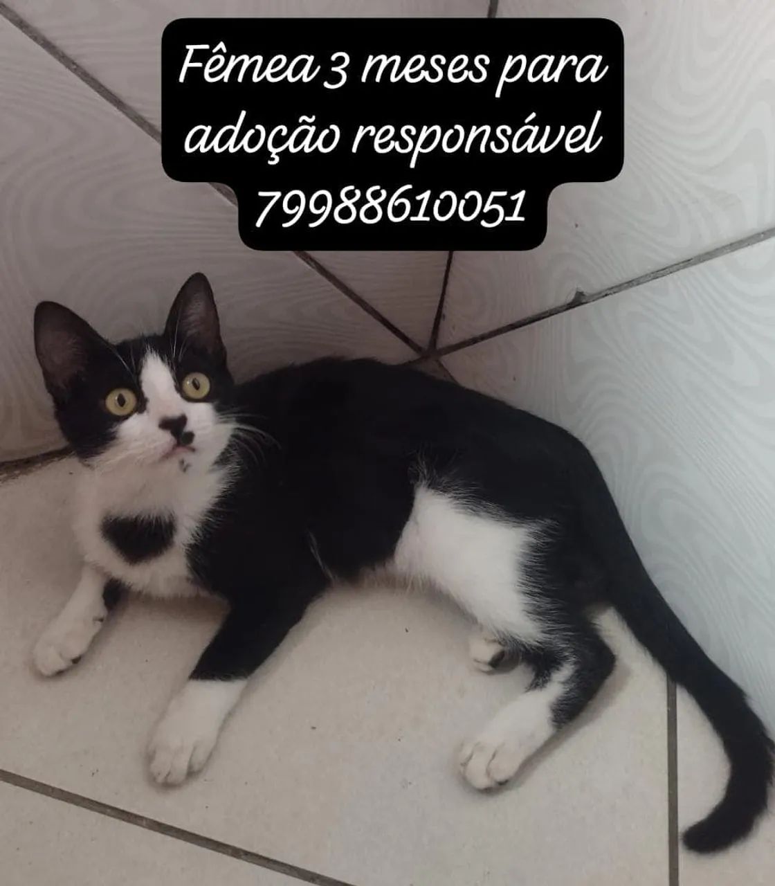 Gatos para adoção responsável  - Foto 4