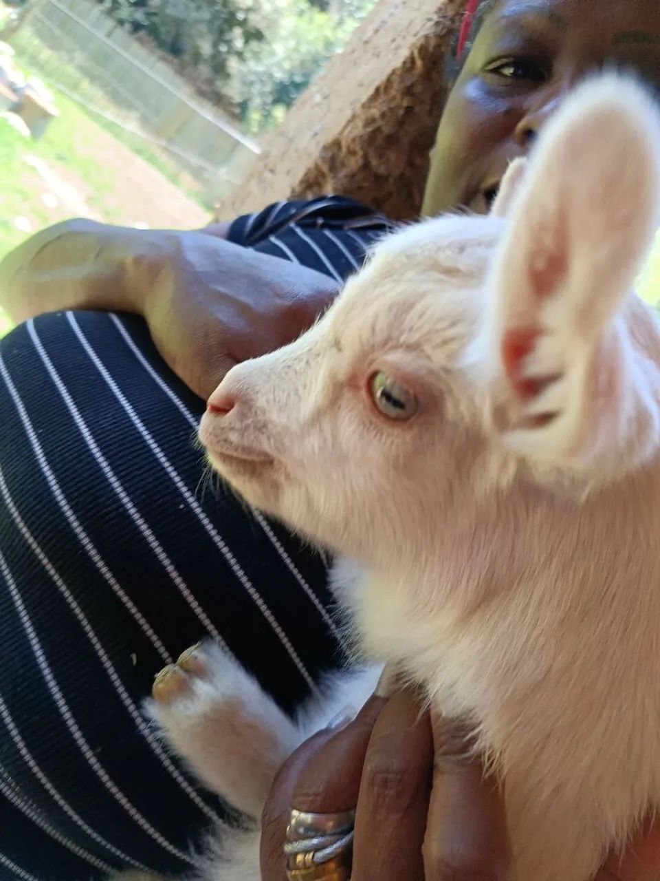 Cabrito  - Foto 4