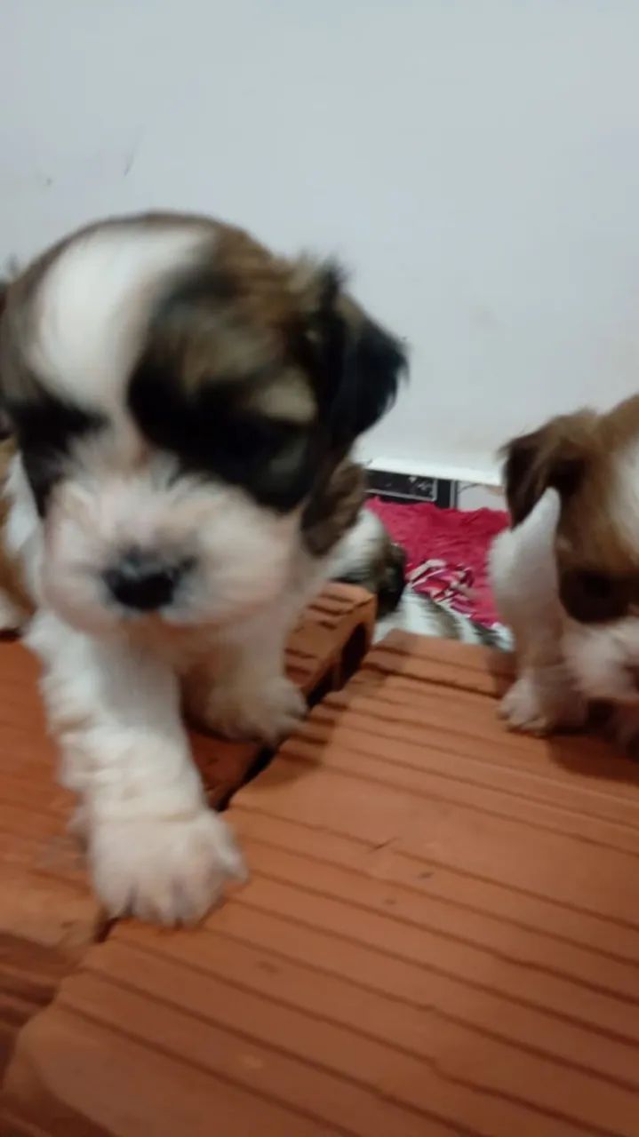 Cachorro shih tzu - Foto 2