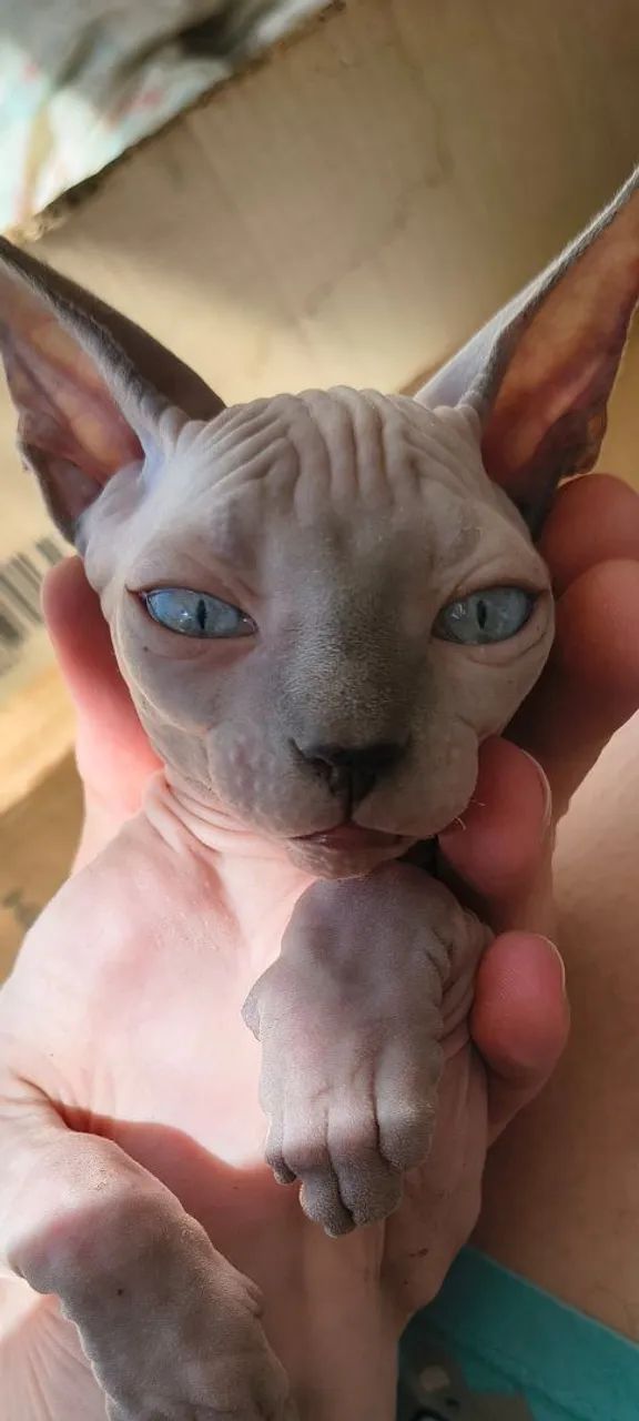 Baixou ! Lindos filhotes de gatinhos sphynx - disponíveis para entrega! - Foto 3