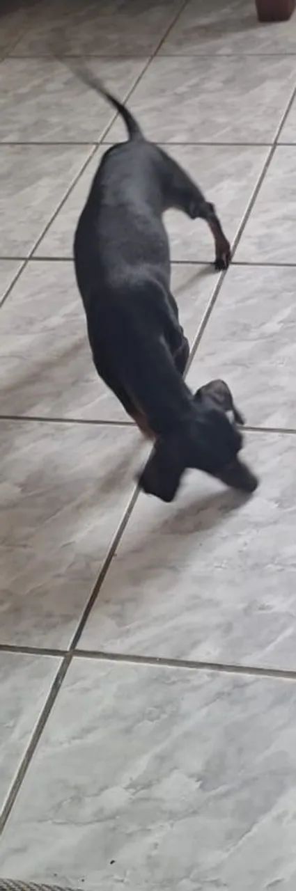 Adoção salsicha 