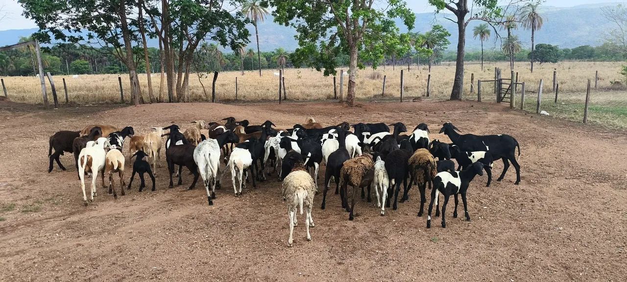 Ovelhas e carneiros  - Foto 4