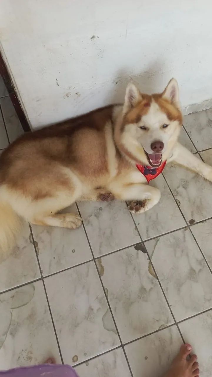 Procuro namorada pra um Husk - Foto 3