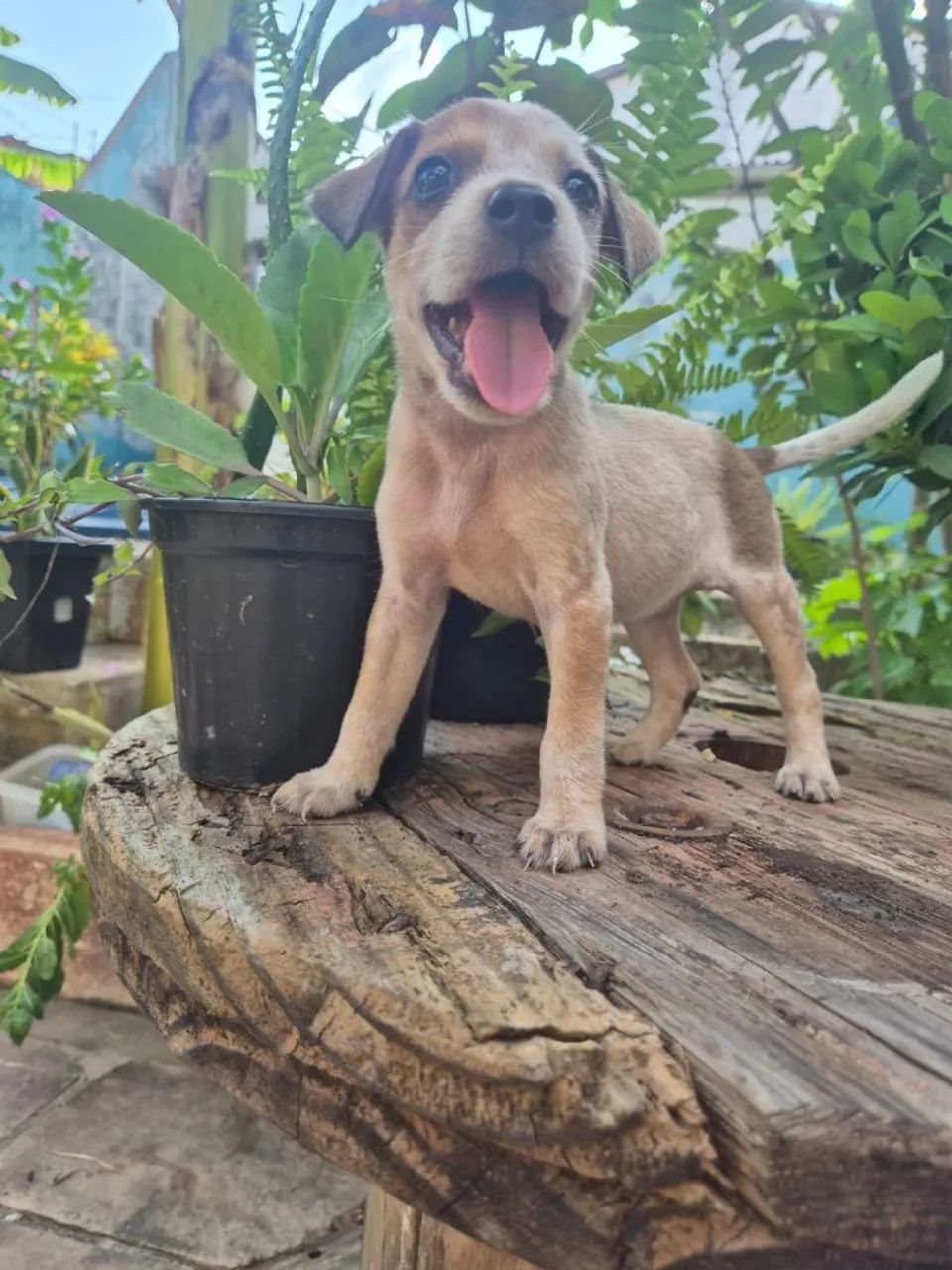 Doação de cachorrinhos - Foto 5