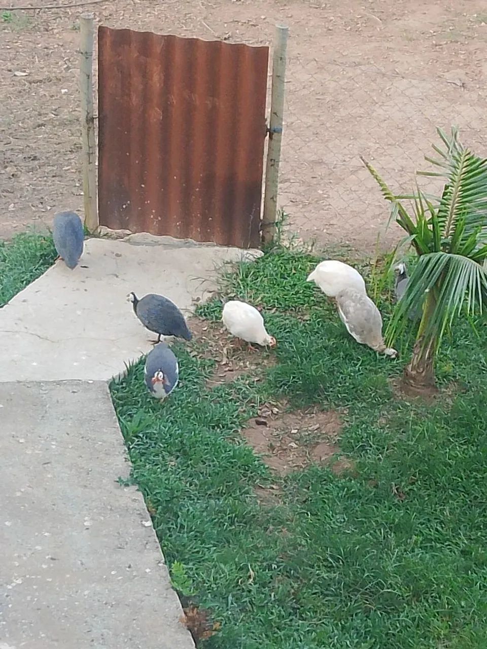 Vendo Angolas
