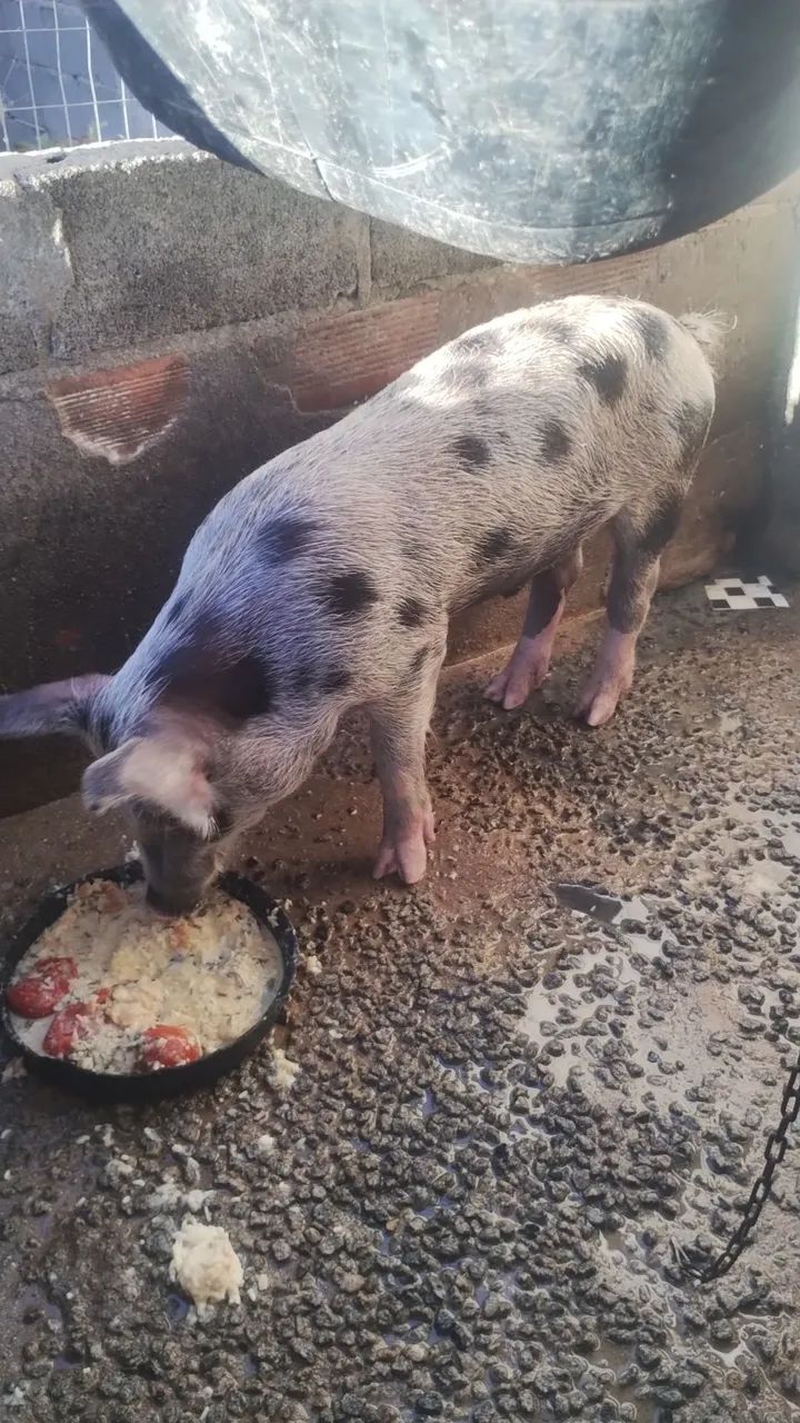 Porco capado 