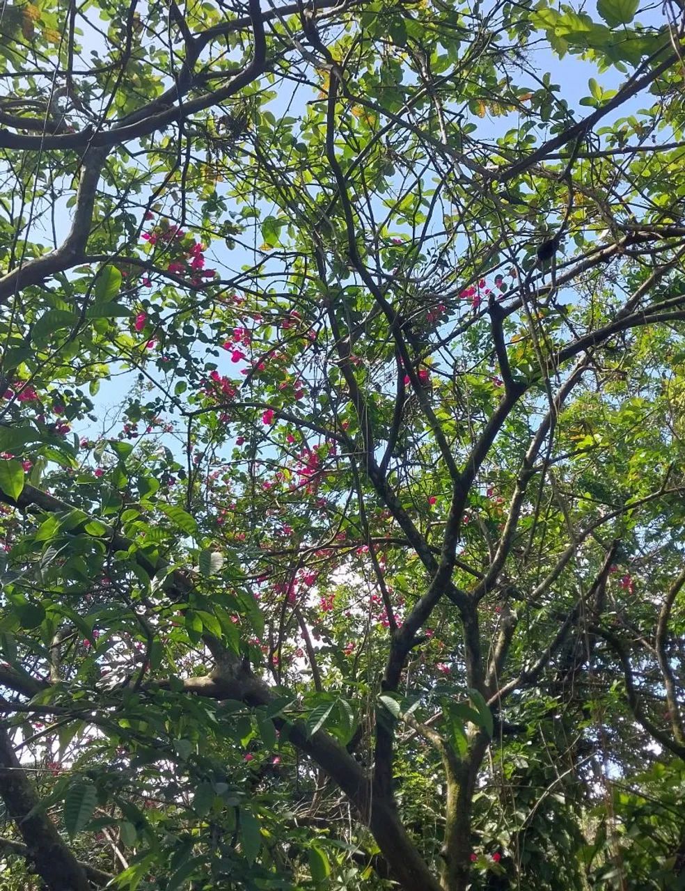 Foto - Itanhaém - Gaivota (Interior)