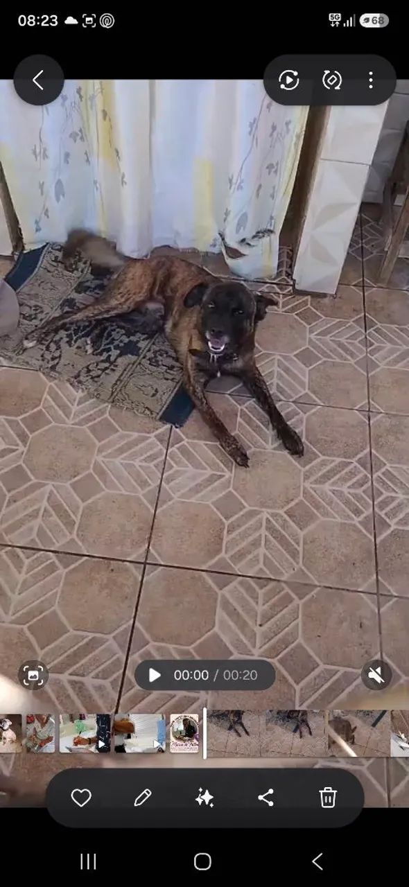 Doação de 2 cachoros  - Foto 3