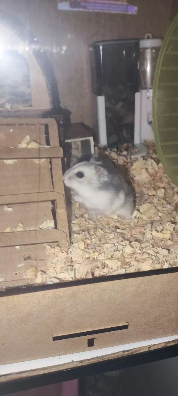 Hamster ? anão  - Foto 3