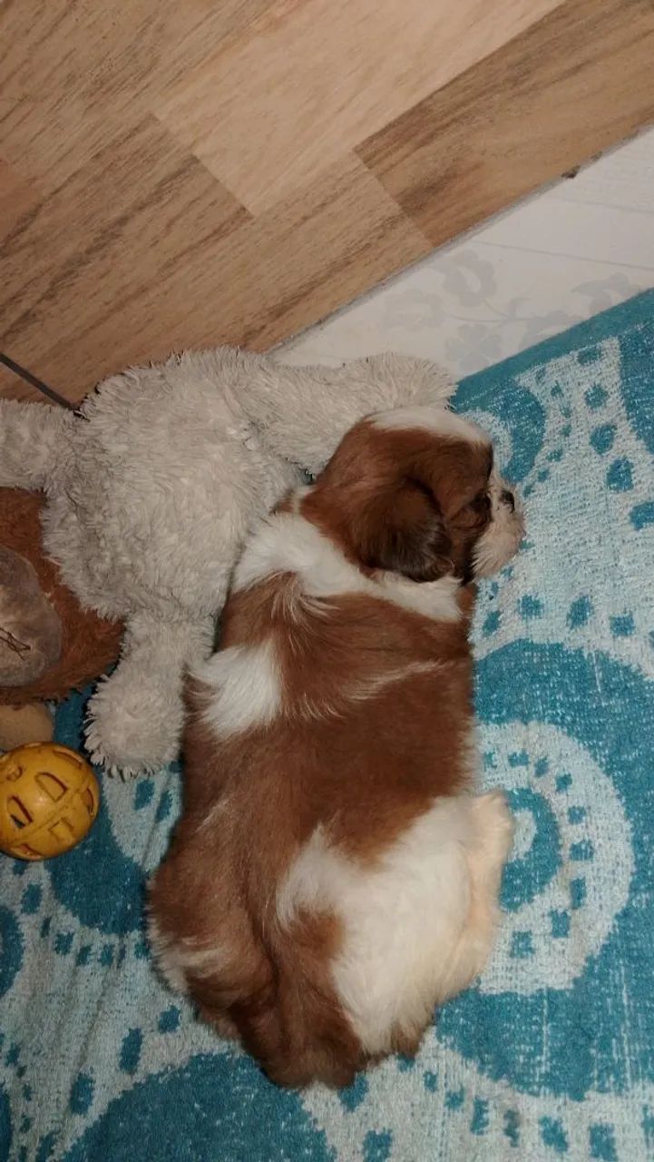 Shih Tzu  - Foto 5