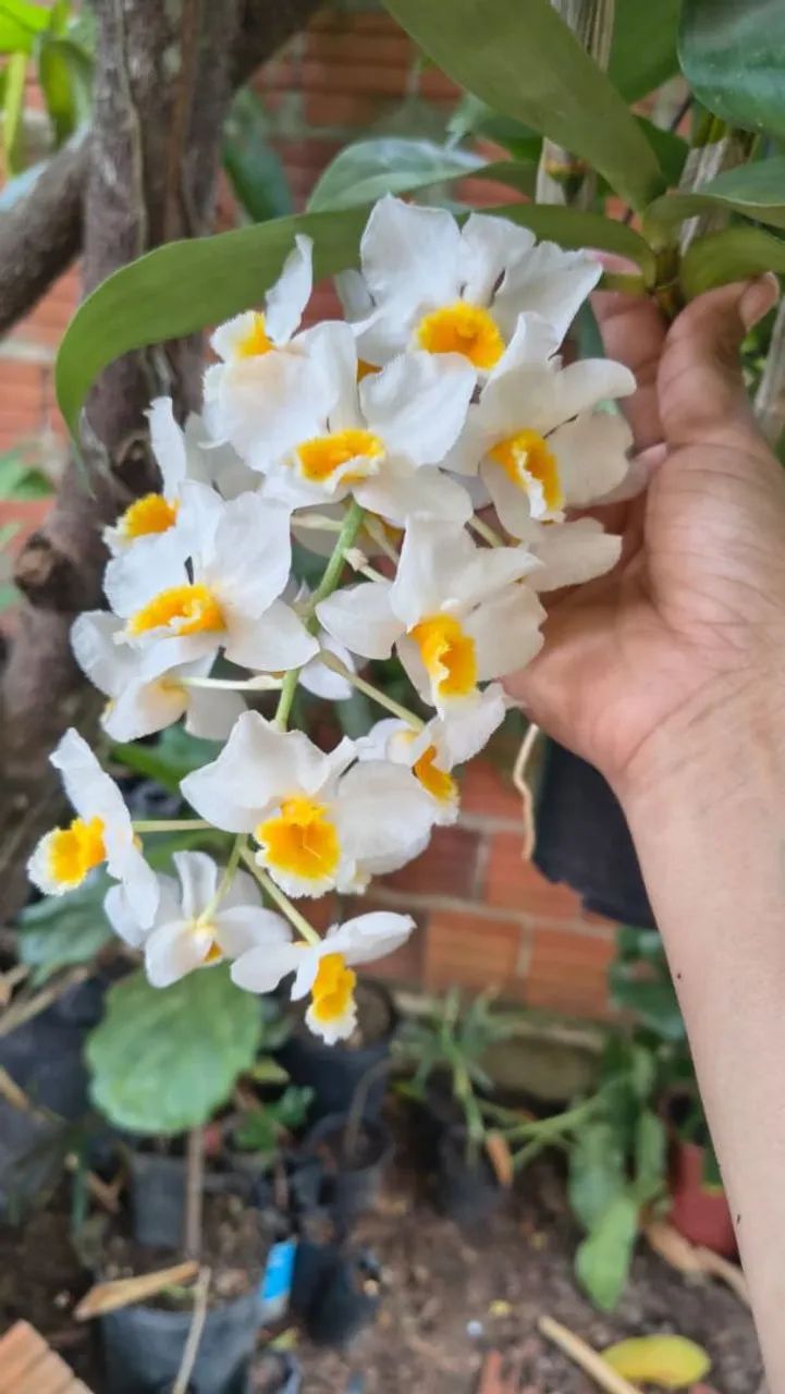 Plantas Adaptadas e substrato Premium  - Foto 3