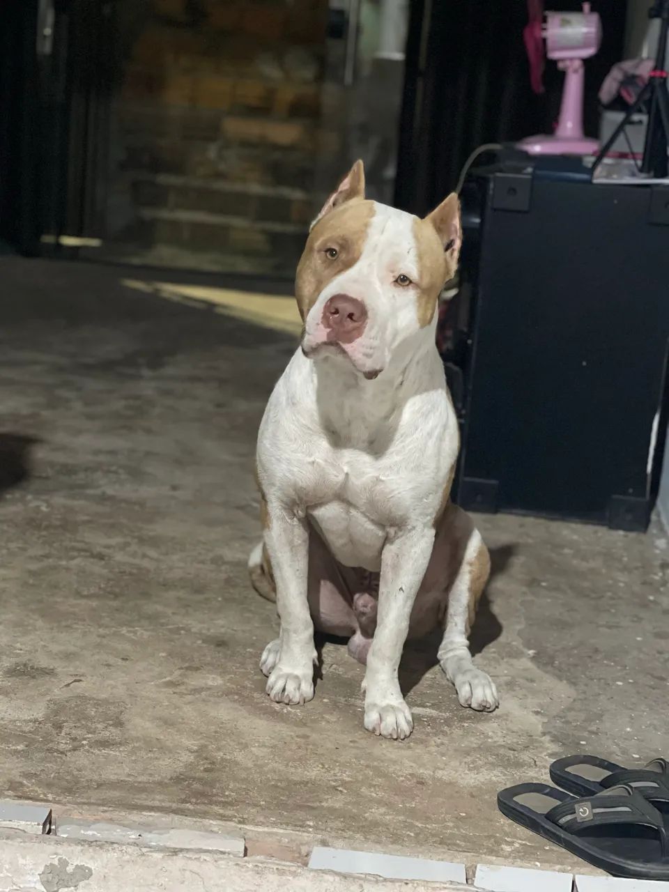 Pitbull Monster - Foto 4