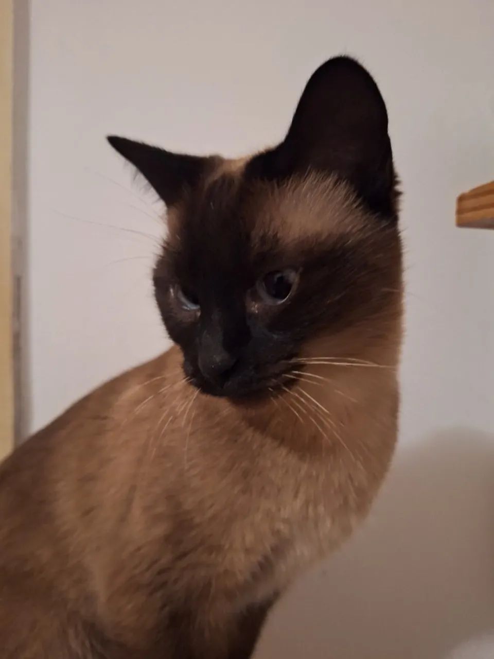 GATA PARA ADOÇÃO RESPONSÁVEL | CASTRADA  - Foto 3