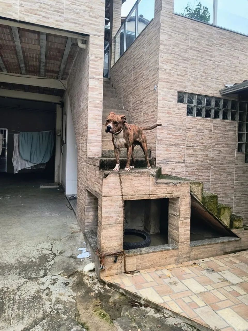 Doa_se pit bull - Foto 2