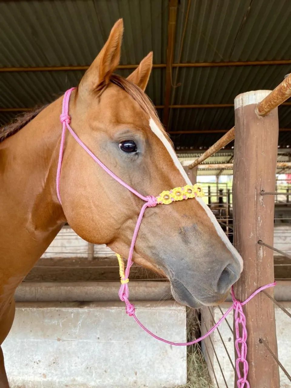 CABRESTOS ARTESANAIS PARA CAVALOS E POTROS - GP Traias