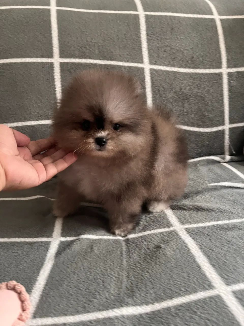 Spitz macho