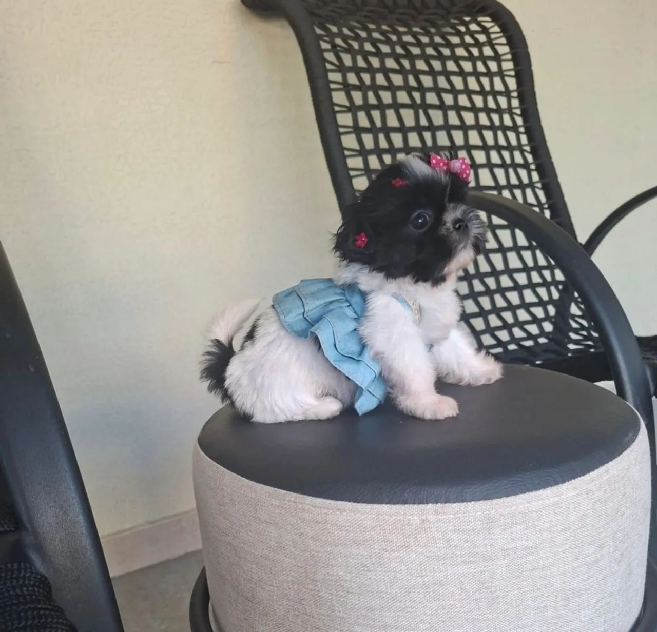 shihtzu fêmea