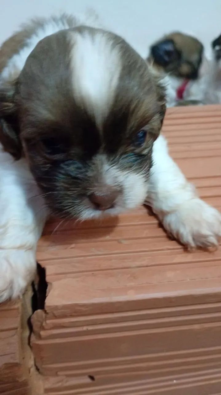 Cachorro shih tzu - Foto 3