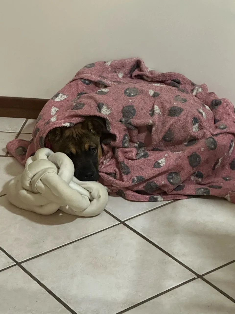 Filhote para adoção  - Foto 2