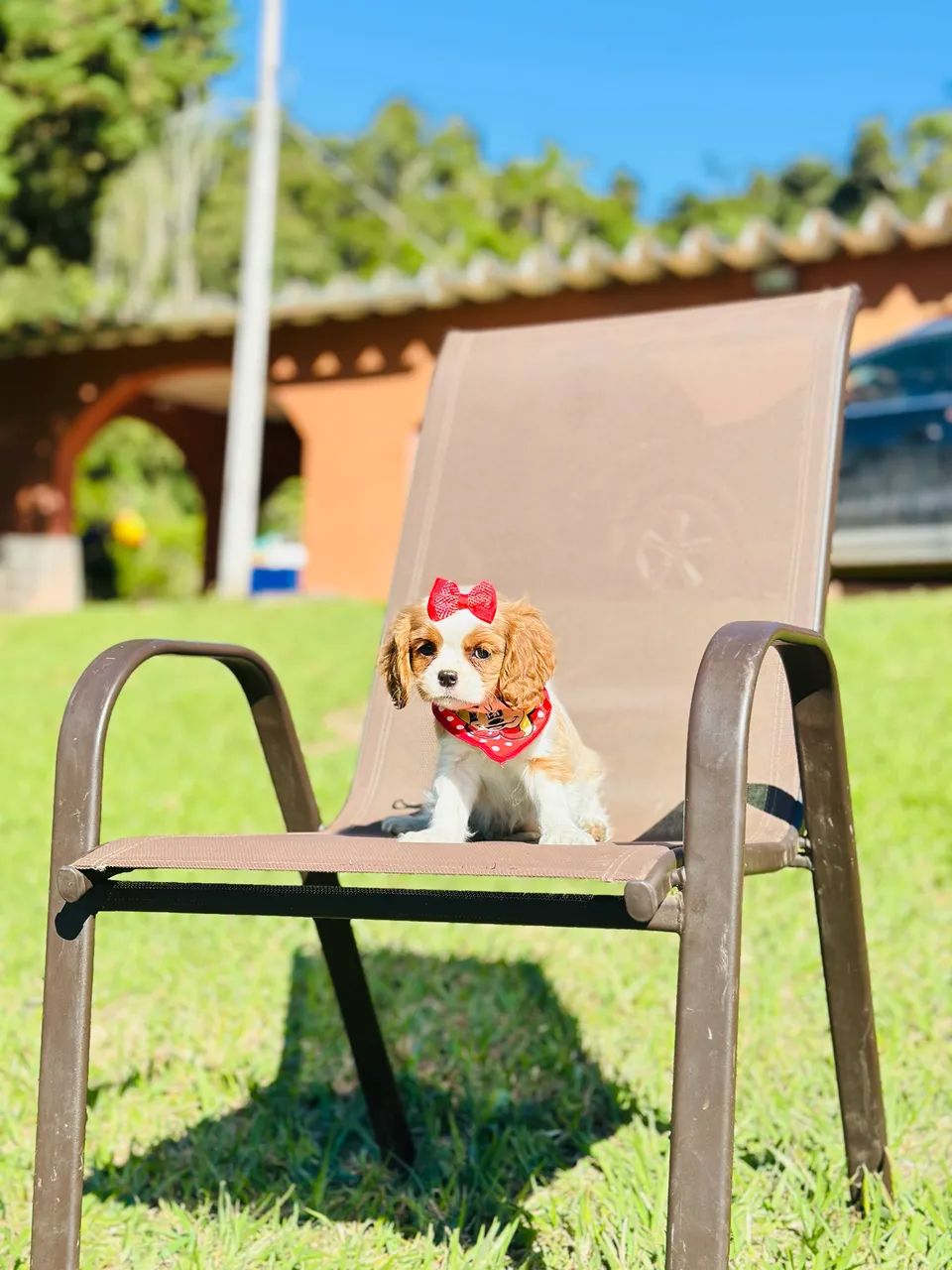CAVALIER KING CHARLES SPANIEL PRÍNCIPE!! - Foto 3