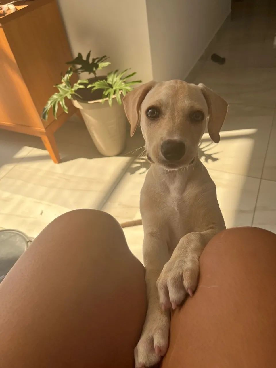Adoção responsável  - Foto 3
