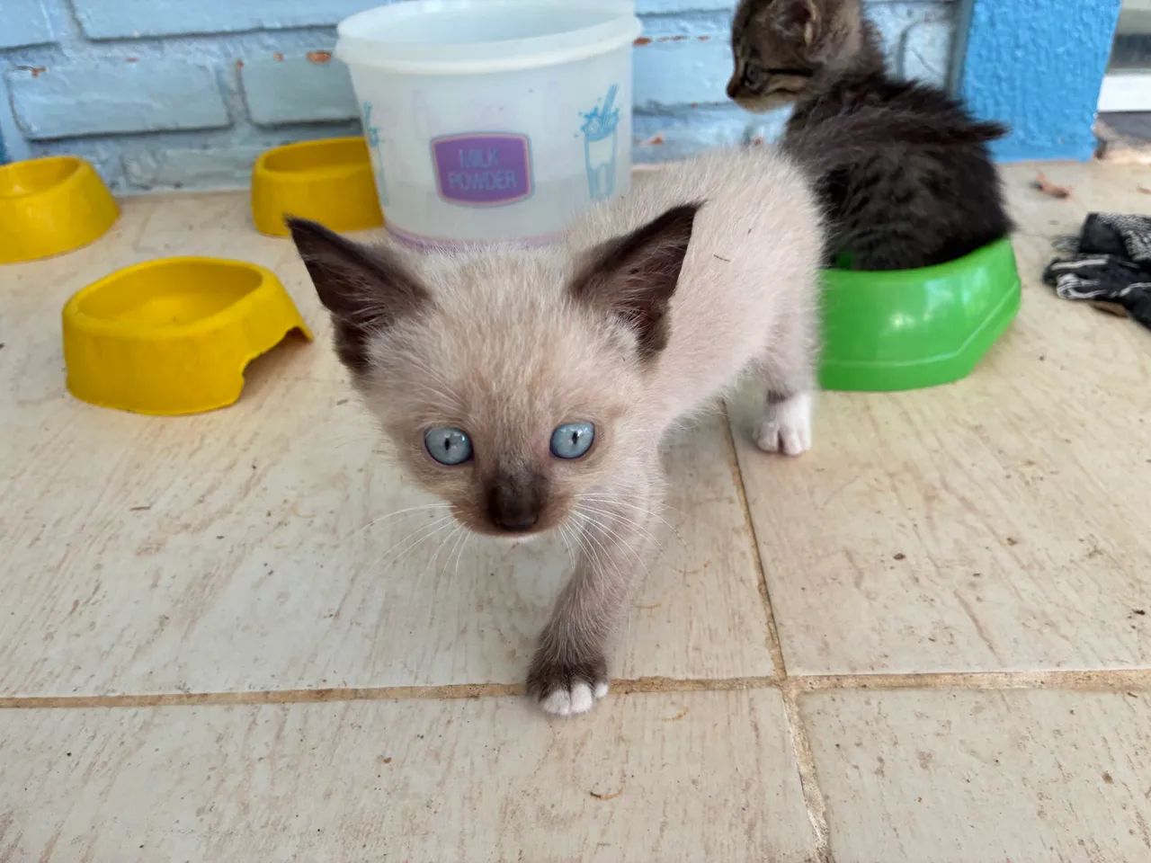Adoção de gatos 