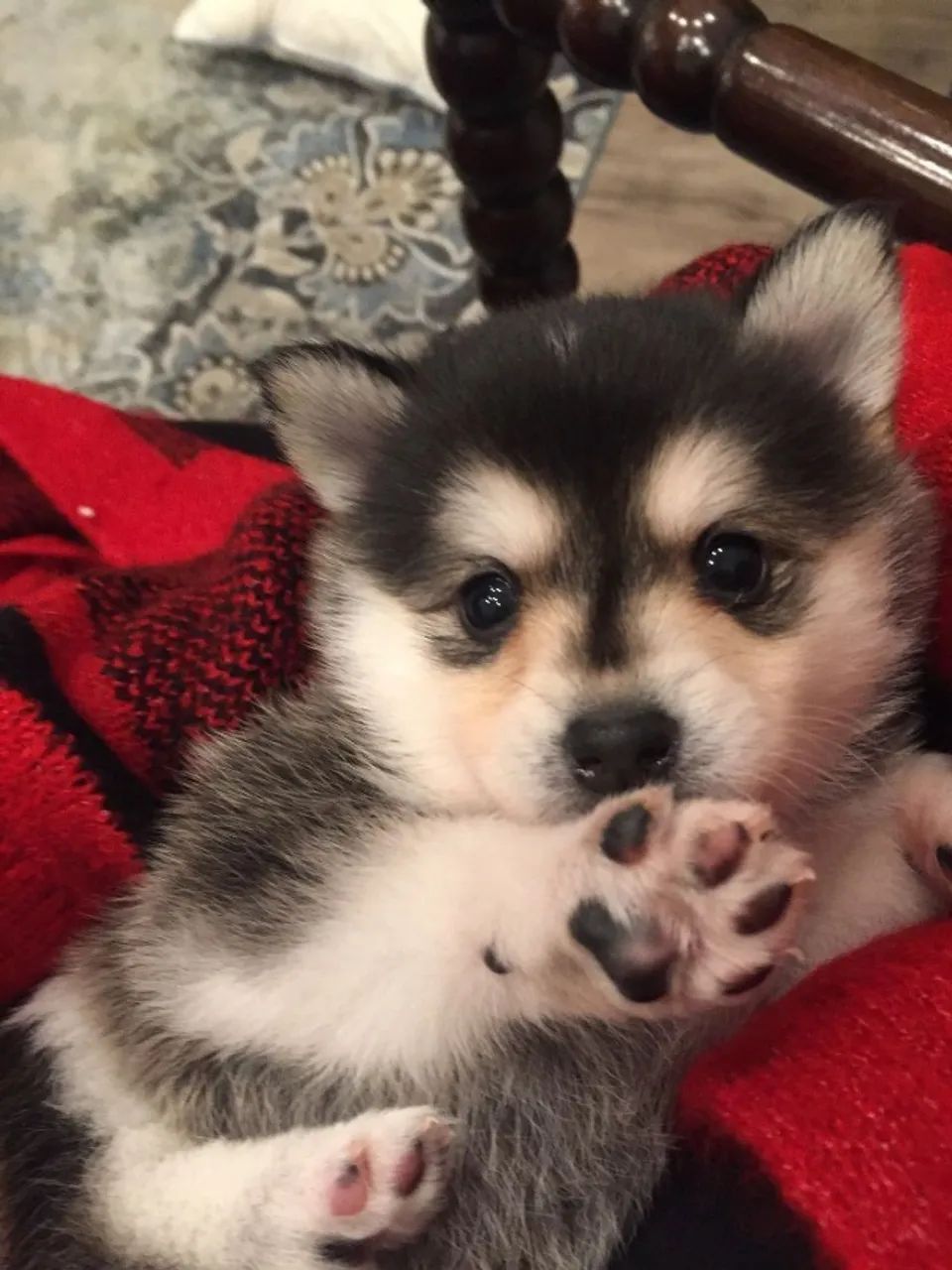 Filhotes de Husky Siberiano | Uma carinha que conquista naturalmente.