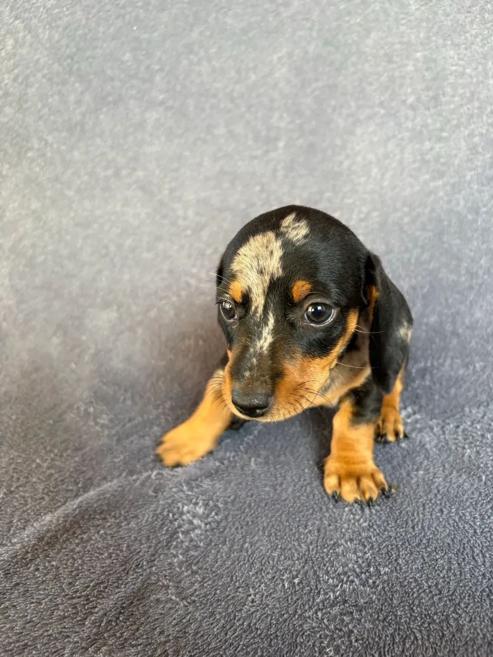 Dachshund fêmea  - Foto 5