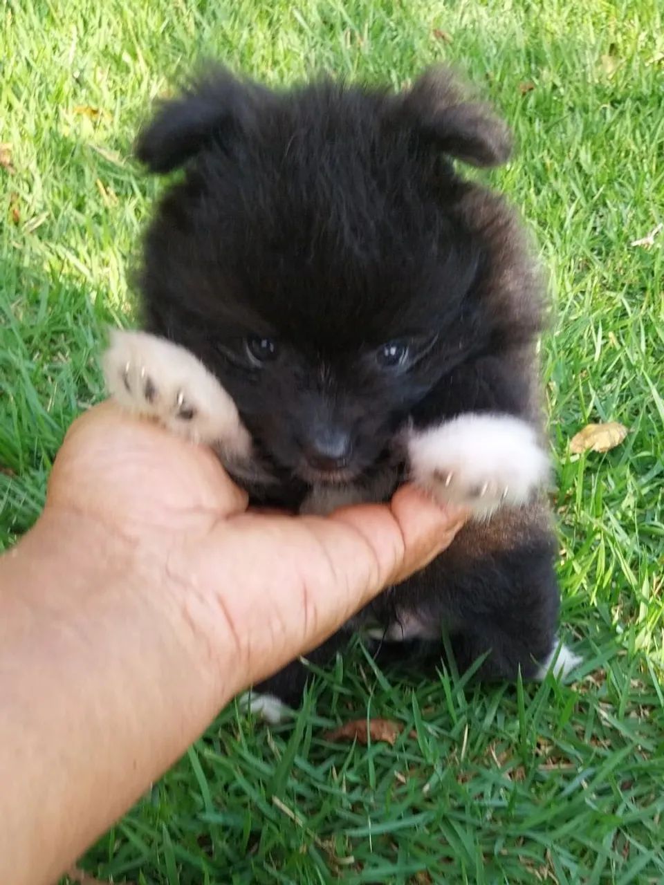 Spitz Alemão Anão  - Foto 5