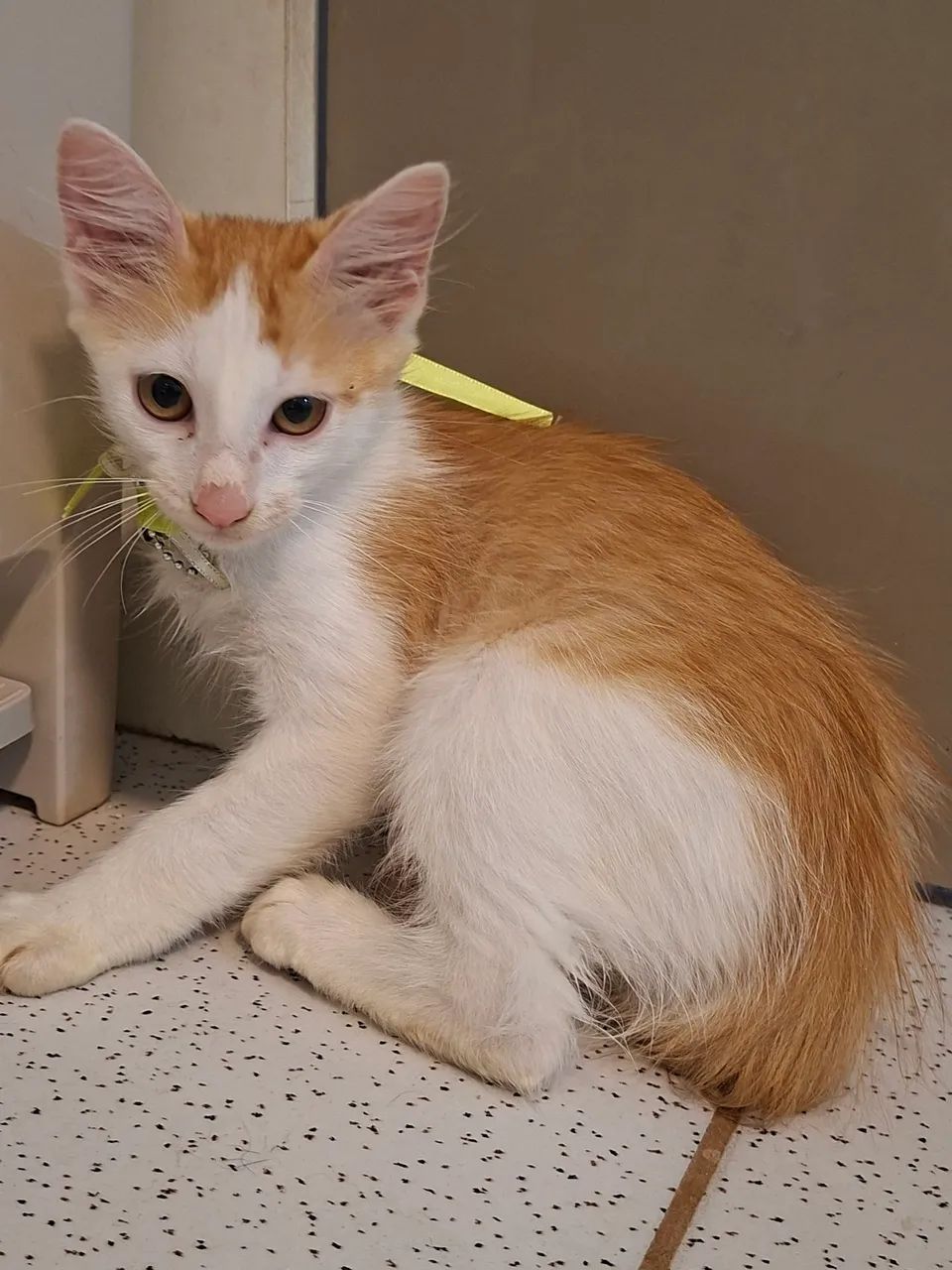 Adote o Gabriel - Foto 6