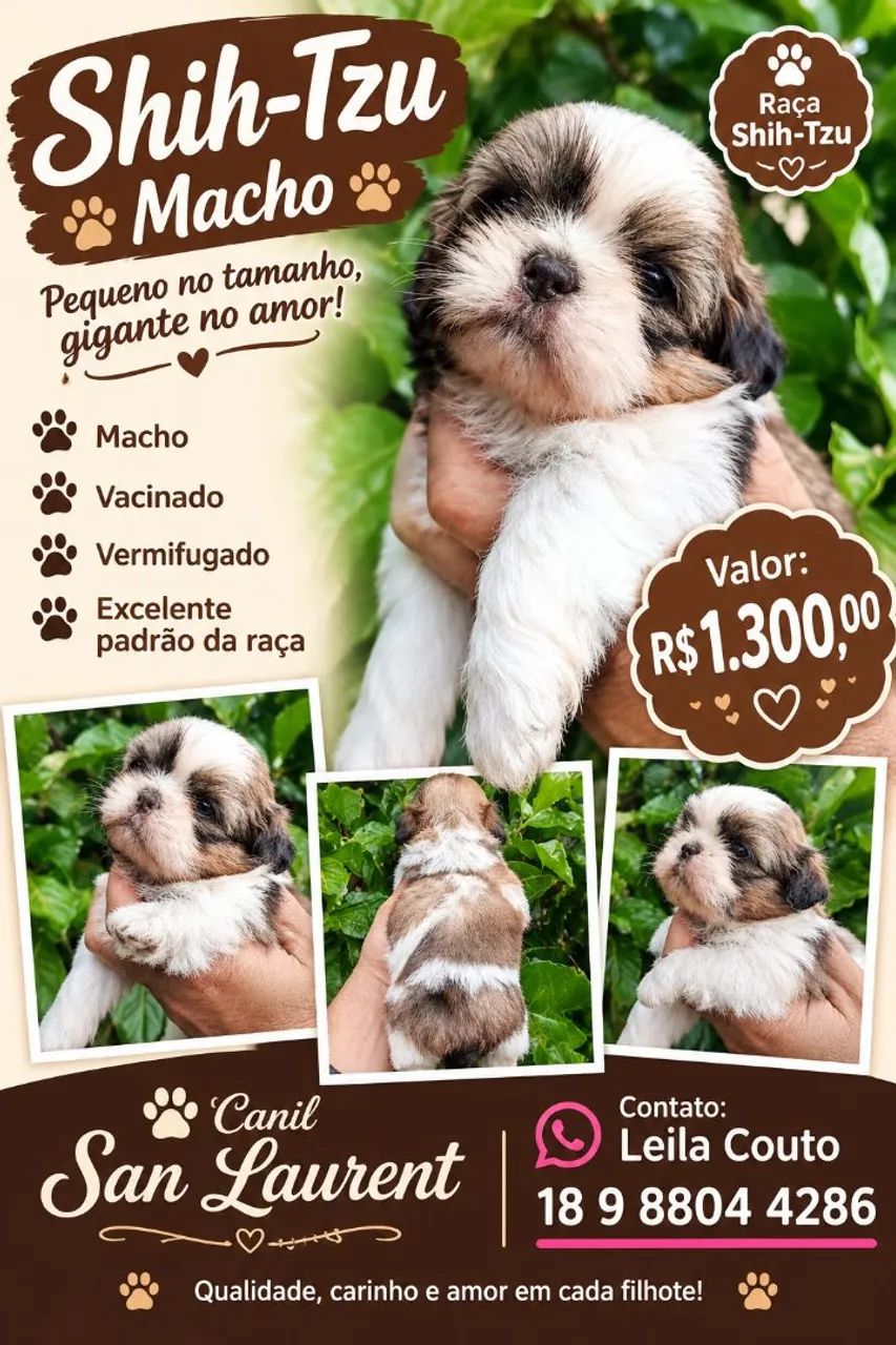 Shih Tzu mini