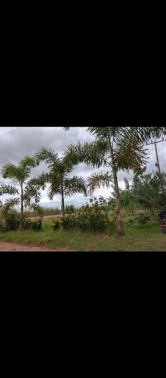 Vendo chácara na vila agrotins valor 450 mil - Foto 4