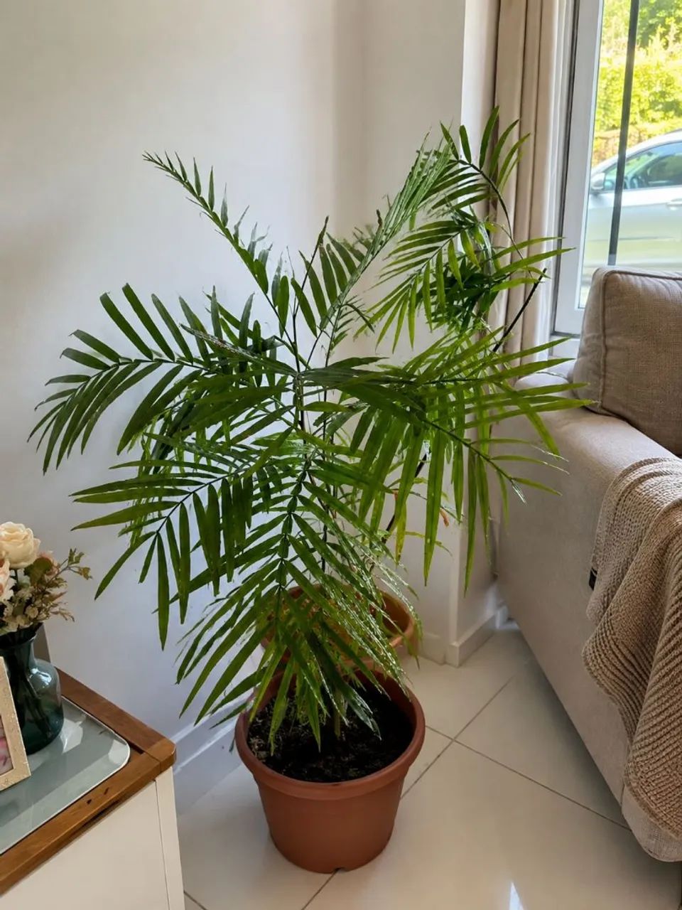 ÁRVORE , SAMAMBAIA CULTIVADA NO VASO NAO CRESCE MUITO  - Foto 2